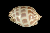 藏品(棋盤鬘螺)的圖片